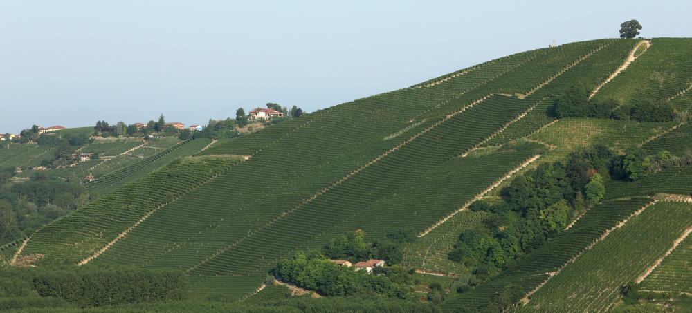 The rolling hills of Barbaresco surrounding the Paitin estate